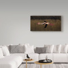 Trademark Fine Art Marius Floca 'Greater Flamingo' Canvas Art, 10x19 1X07025-C1019GG